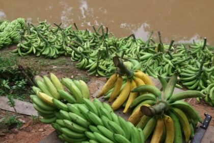 No Dia Nacional da Banana, Adaf alerta sobre a necessidade de vigilância e prevenção a pragas que podem afetar o fruto