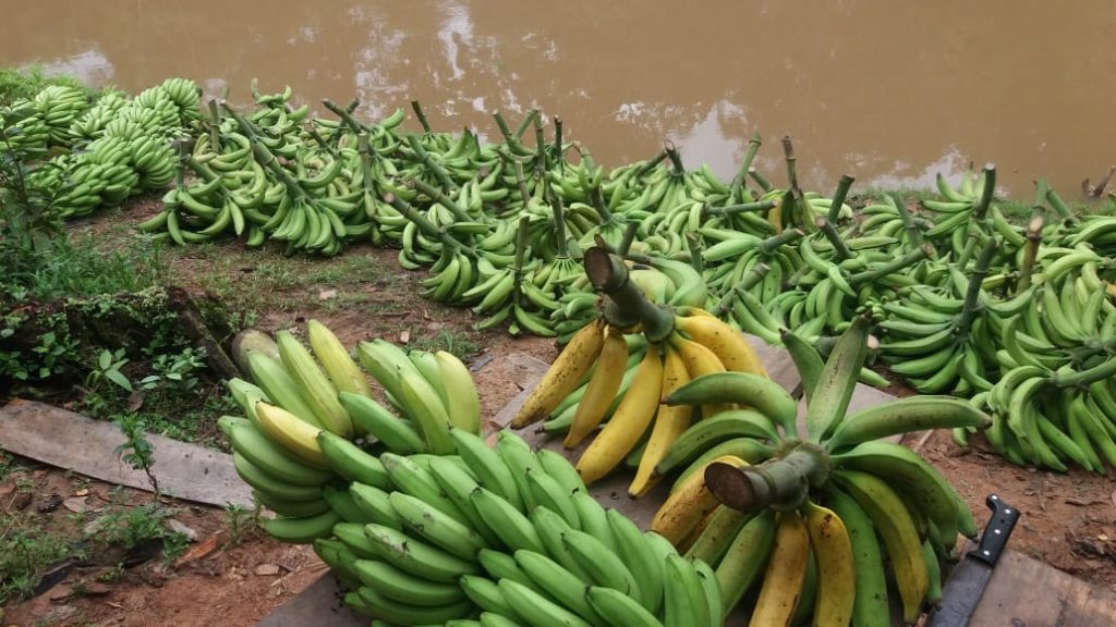 No Dia Nacional da Banana, Adaf alerta sobre a necessidade de vigilância e prevenção a pragas que podem afetar o fruto