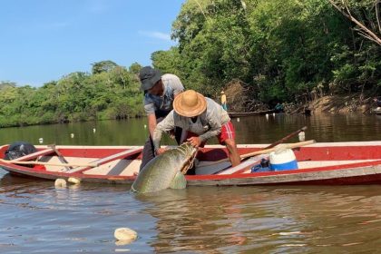 Governo do Amazonas garante direito ao seguro-defeso de 80 mil pescadores com ampliação de prazo para emissão da nova CIN