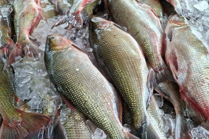 ADS comercializa mais de 37 toneladas de peixe em três dias do Feirão do Pescado na Semana Santa