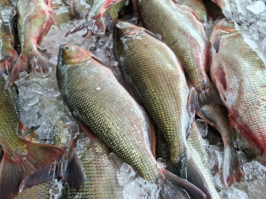 ADS comercializa mais de 37 toneladas de peixe em três dias do Feirão do Pescado na Semana Santa