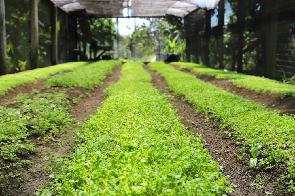 Plano ABC+ promove discussão sobre baixa emissão de carbono a seis municípios do Amazonas Plano ABC+ promove discussão sobre baixa emissão de carbono a seis municípios do Amazonas