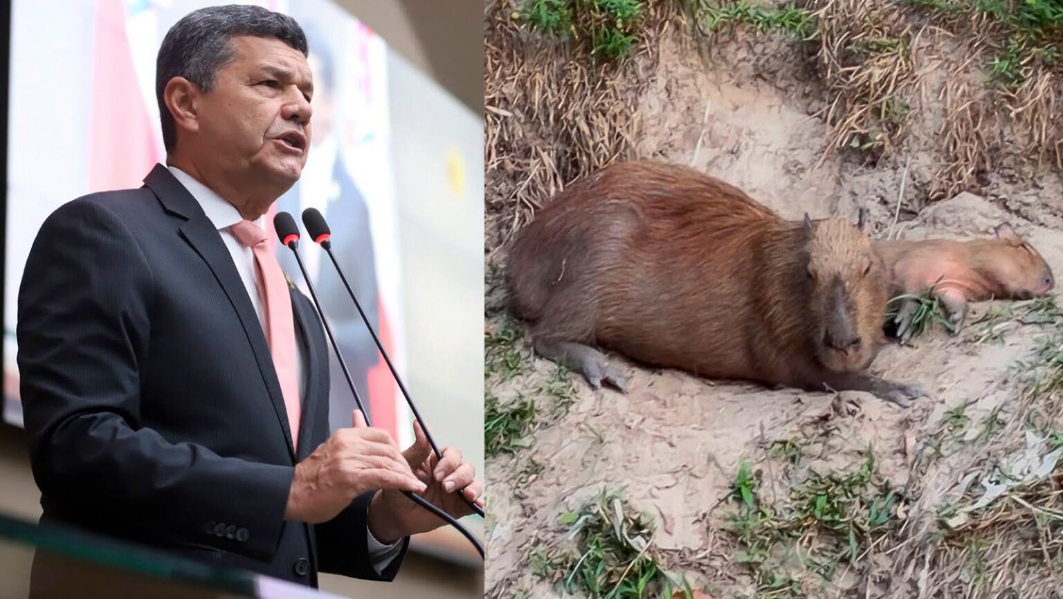 Comandante Dan destaca retorno de capivaras ao Mindu e defende integração na segurança pública
